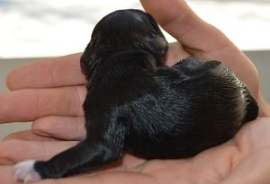 schapendoes E-nest van de Roeskebeer